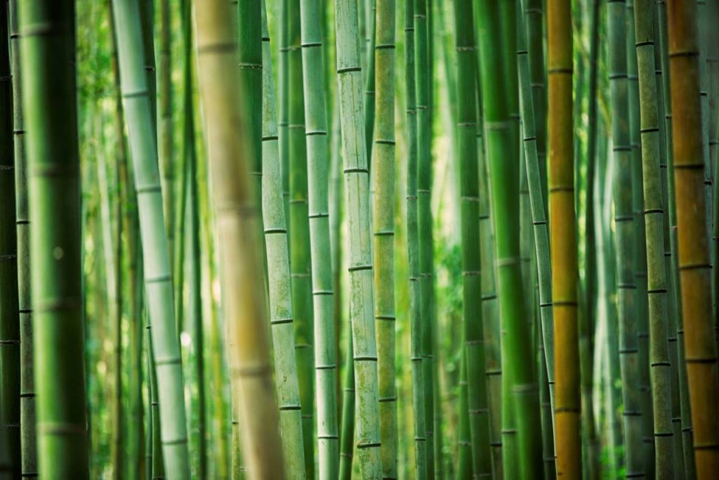 bamboo