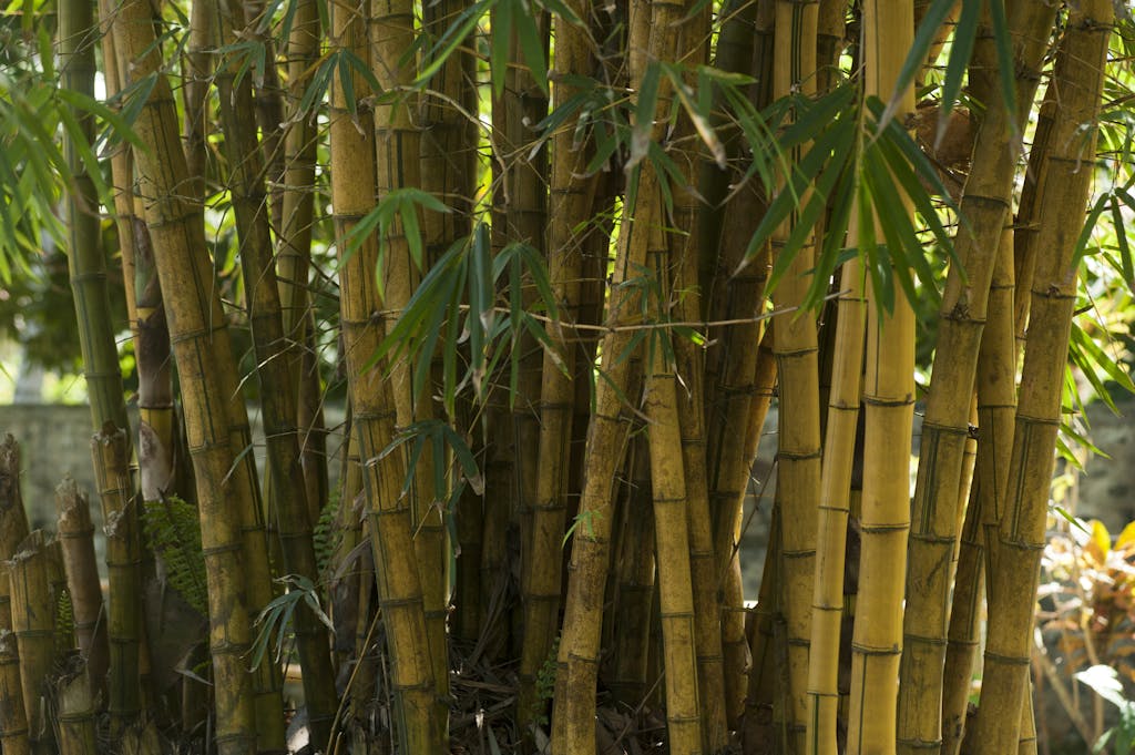 Bamboo